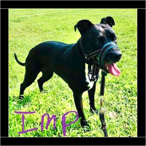 Black pitbull Imp looks forward to her weekly dog walks in Glendale AZ.