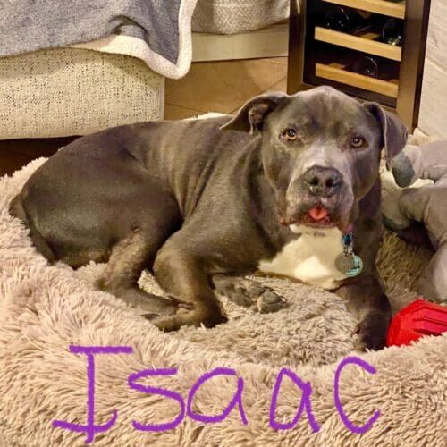 Senior pitbull named Isaac receiving drop-in pet sitting visits in Phoenix Arizona