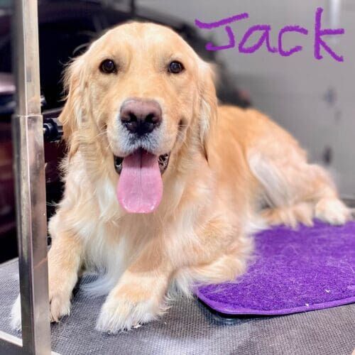 Golden Retriever named Jack receiving a bath and deshedding grooming service in Glendale Arizona.