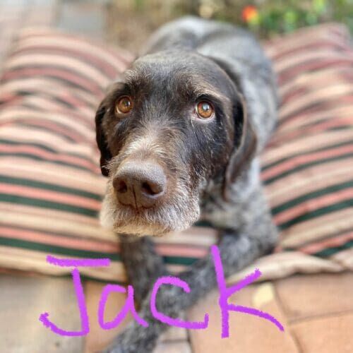 Dog named Jack receiving overnight in-home pet sitting care in Sun City West Arizona