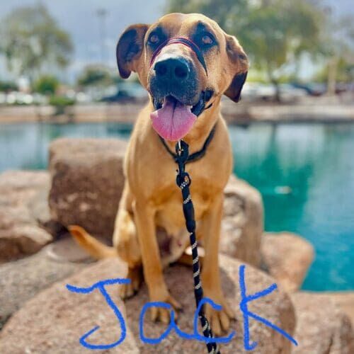 Thai Ridgeback Jack made his breed proud during group dog obedience class in Glendale, AZ.