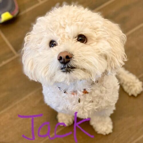 Dog named Jack receiving live-in overnight pet sitting care in Sun City Arizona