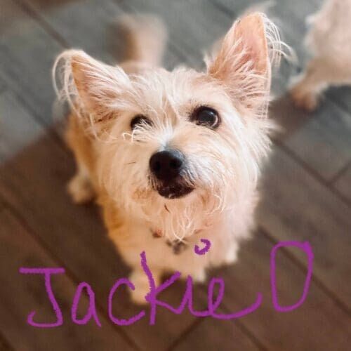 Dog named Jackie O receiving in-home drop-in pet sitting visits in Glendale Arizona