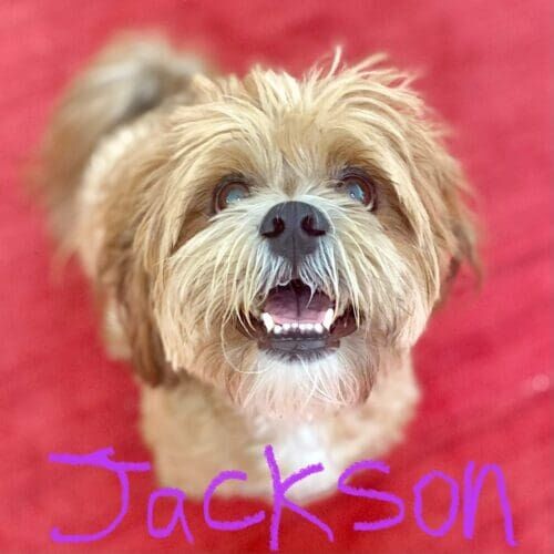 Small dog named Jackson receiving 24-hour overnight pet sitting care in Sun City Arizona