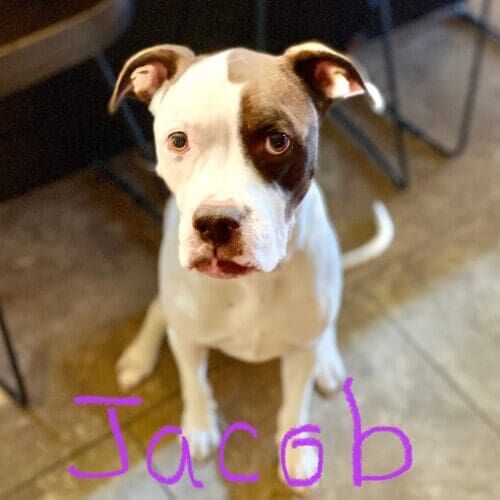 Newly rescued brown and white pitbull puppy Jacob, didn't get the best start at life and needed extra help with canine socialization and confidence building on Phoenix, AZ.