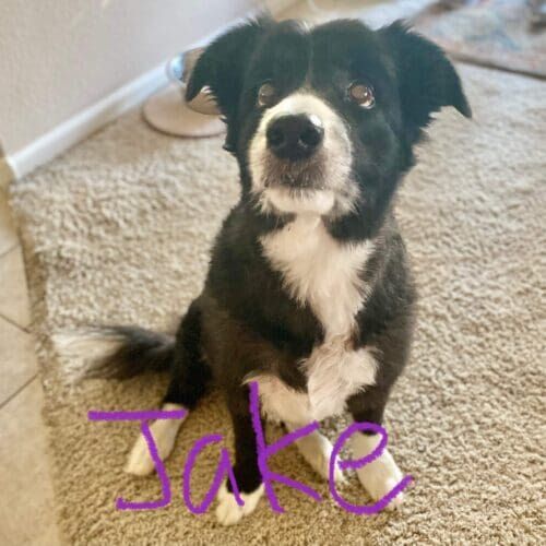 Border collie named Jake receiving drop-in pet sitting visits in Glendale Arizona