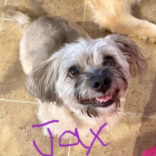Small dog named Jax receiving in-home pet sitting care from a bonded and insured sitter in Litchfield Park Arizona