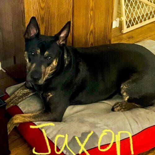 Dog named Jaxon receiving drop-in pet sitting visits in Phoenix Arizona