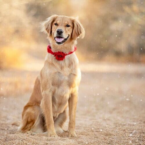 Jazzy the Golden Retriever wearing a red Christmas Collar poses perfectly during her professional dog photography session in Glendale, AZ.