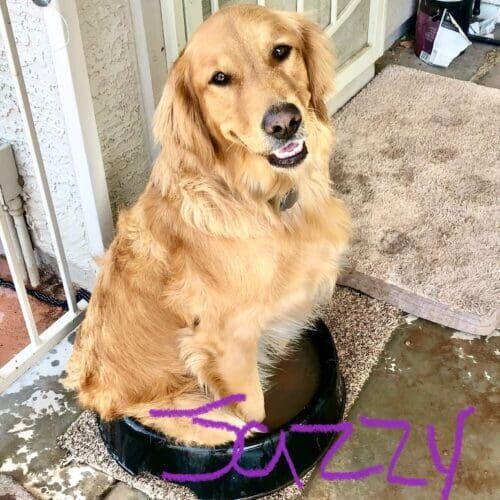 Golden retriever named Jazzy cooling off in a water bowl after a dog walking session in Phoenix Arizona