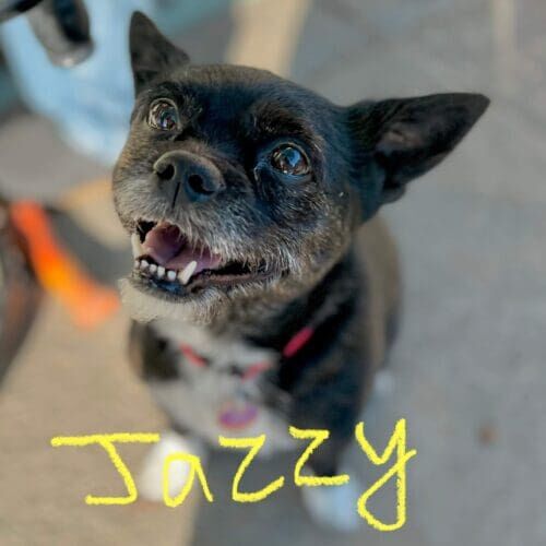 Small black dog named Jazzy receiving professional in-home pet sitting care in Glendale Arizona