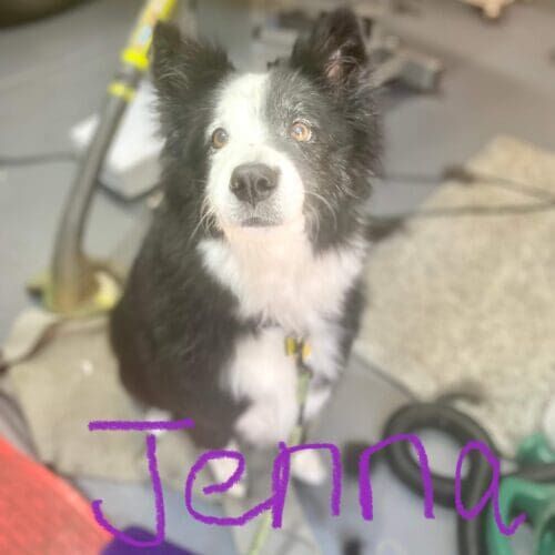 Border Collie named Jenna receiving a deshedding grooming service in Glendale Arizona.