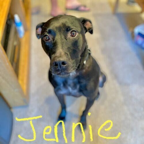 Pitbull named Jennie enjoying midday dog walking sessions in Phoenix Arizona