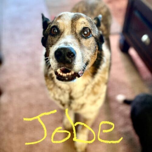 Senior dog named Jobe receiving overnight in-home pet sitting care in Glendale Arizona