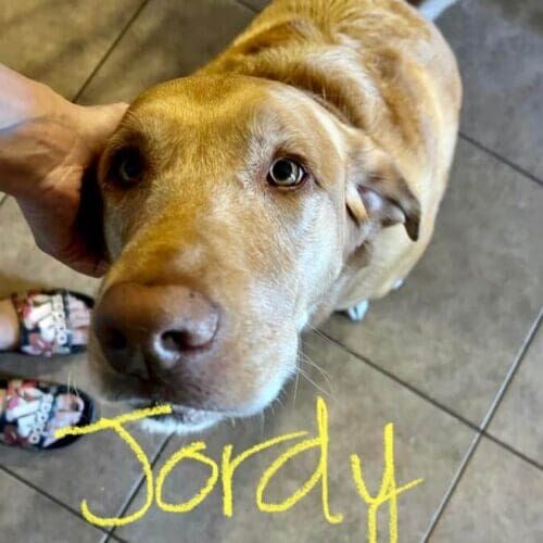 Lab mix Jordy getting some love and affection from his pet sitter.