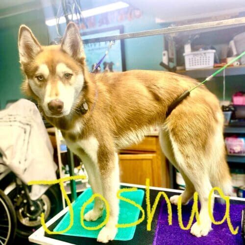 Husky named Joshua receiving a deshedding bath during a grooming visit in Glendale Arizona.