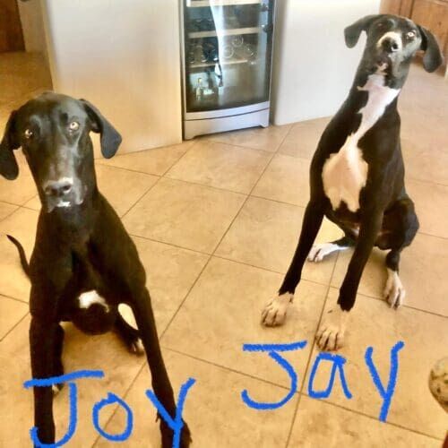 Black and white Great Dane siblings, Joy and Jay, aced their in home puppy obedience training in Glendale, AZ.