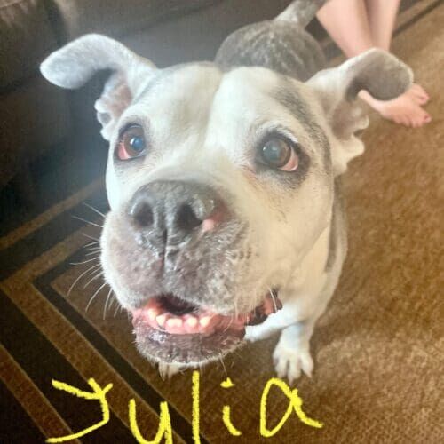 Boxer mix named Julia enjoying a midday dog walking session in Phoenix Arizona