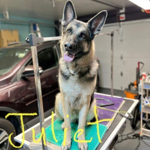 German Shepherd named Juliet receiving a deshedding grooming service in Glendale Arizona.
