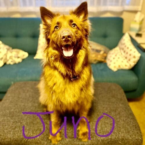 Rescue dog named Juno learning leash skills using force-free training methods in Phoenix Arizona