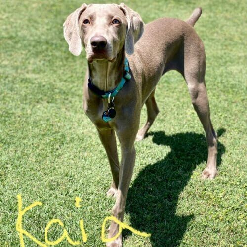 Weimaraner named Kaia receiving overnight in-home pet sitting care in Glendale Arizona