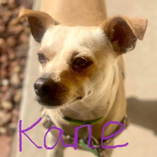 Chihuahua named Kane working on leash aggression behavior through training in Peoria Arizona
