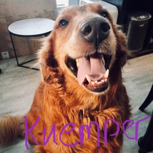 Golden retriever named Keumper receiving in-home pet sitting care in Phoenix Arizona