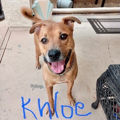 Shepherd mix named Khloe receiving in-home pet sitting visits in Phoenix Arizona