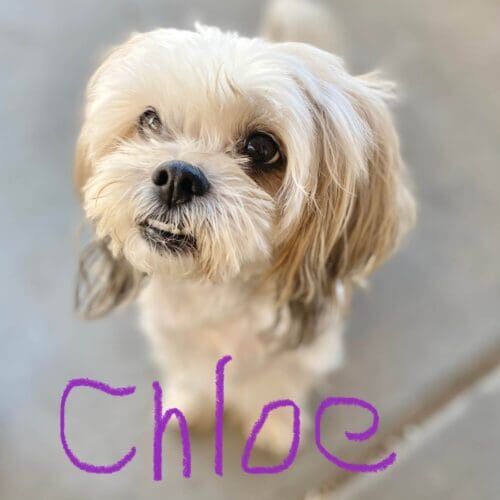 Shih tzu named Khloe participating in group dog training class in Glendale Arizona