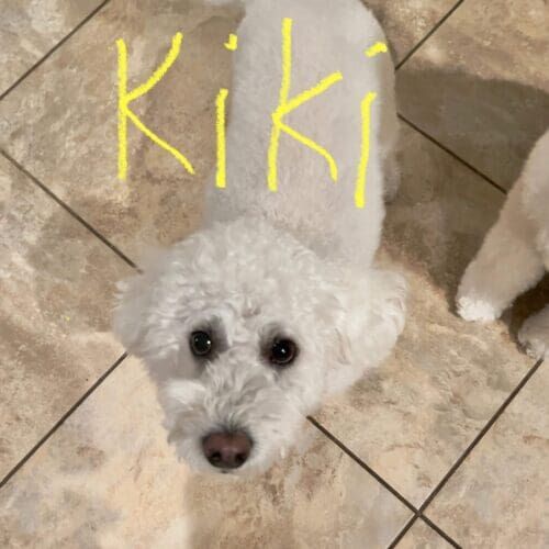 White poodle mix Kiki looking hungrily at her pet sitter during at home dog care services in Phoenix, AZ.