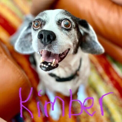 Beagle mix Kimber loved the extra attention and care during her 24 hour overnight in home pet sitting in Glendale, AZ.