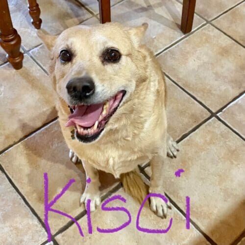 Dog named Kisci receiving in-home pet sitting visits in Glendale Arizona