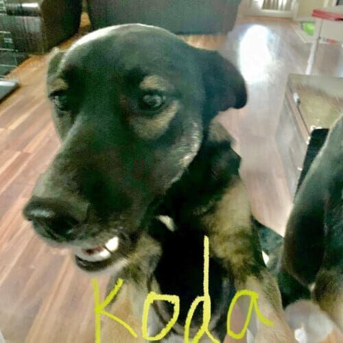 Dog named Lucy receiving at-home pet sitting care in Glendale Arizona