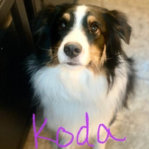 Mini Australian shepherd named Koda staying during a dog boarding visit in Glendale Arizona