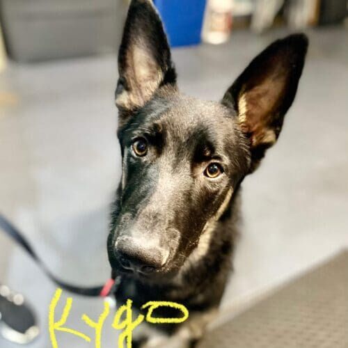 German Shepherd puppy named Kygo receiving a grooming introduction and desensitization session in Glendale Arizona.