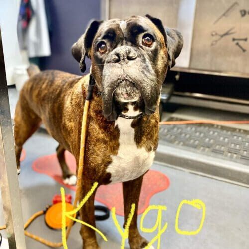 Boxer named Kygo receiving a bath and nail trimming during a grooming visit in Glendale Arizona.