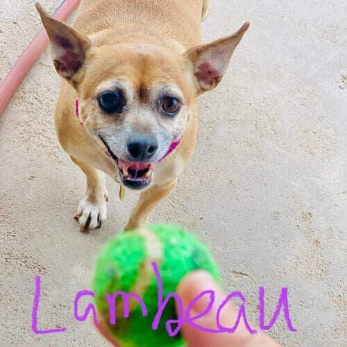 Chihuahua named Lambeau enjoying some fetch during his in-home pet sitting care in Glendale Arizona