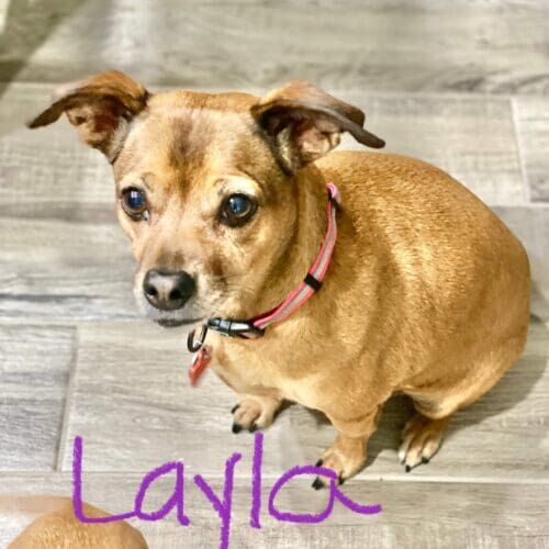 Chihuahua mix named Layla practicing leash walking skills in Glendale Arizona
