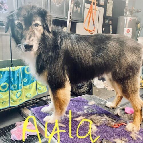 Dog named Layla receiving a deshedding bath during a grooming visit in Glendale Arizona.