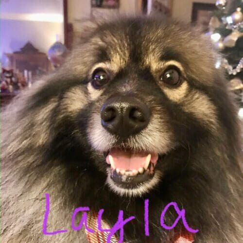 Dog named Layla receiving drop-in pet sitting visits in Peoria Arizona