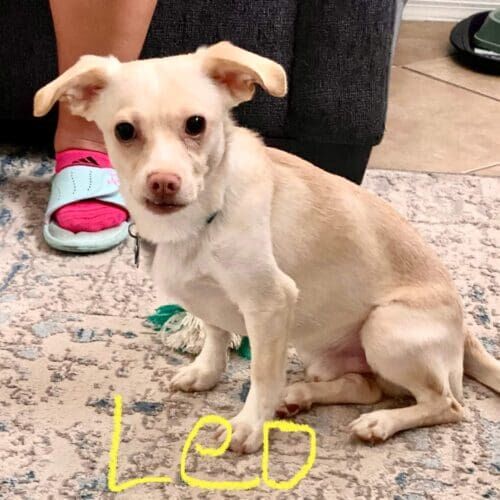 Fearful dog named Leo working on behavior modification training at home in Litchfield Park Arizona