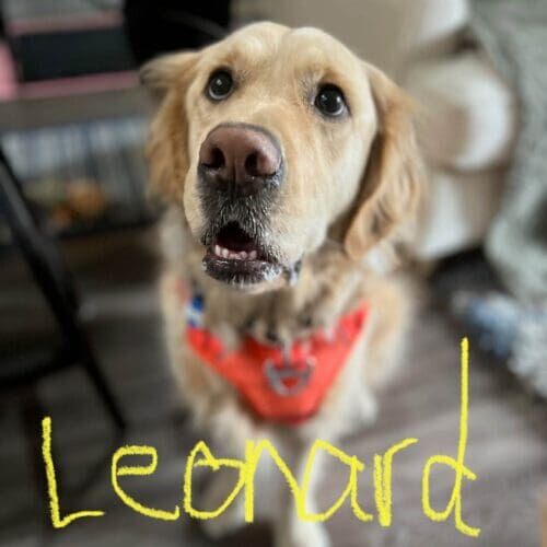Golden retriever named Leonard participating in behavior training at home in Peoria Arizona