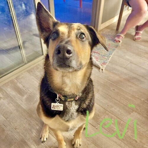 Senior rescue dog named Levi receiving in-home dog training in Glendale Arizona