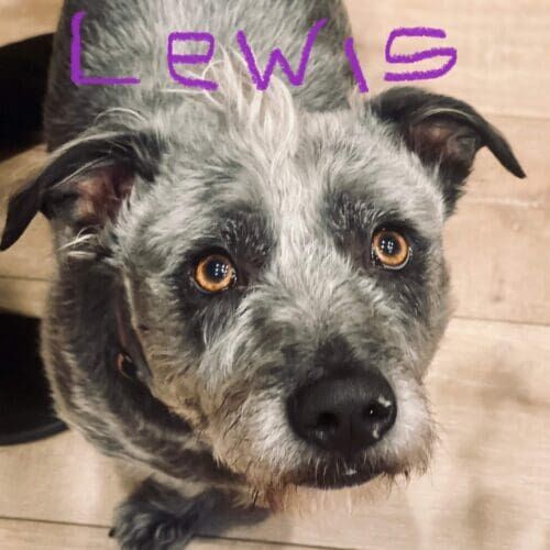 Dog named Lewis learning loose leash walking and no-pull behavior in Glendale Arizona