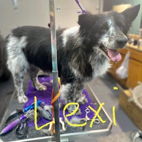 Dog named Lexi receiving a deshedding bath during a grooming visit in Glendale Arizona .