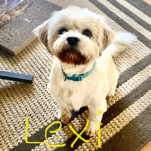 Dog named Lexi receiving emergency pet sitting care during a family medical situation in Phoenix Arizona