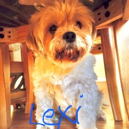 Small dog named Lexi receiving in-home pet sitting visits in Phoenix Arizona