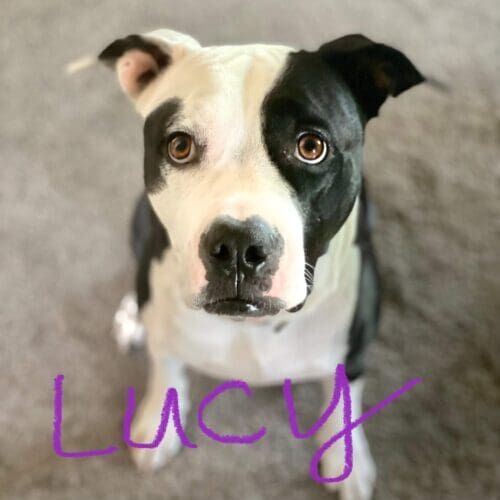 Pitbull named Lilly practicing obedience training in Glendale Arizona