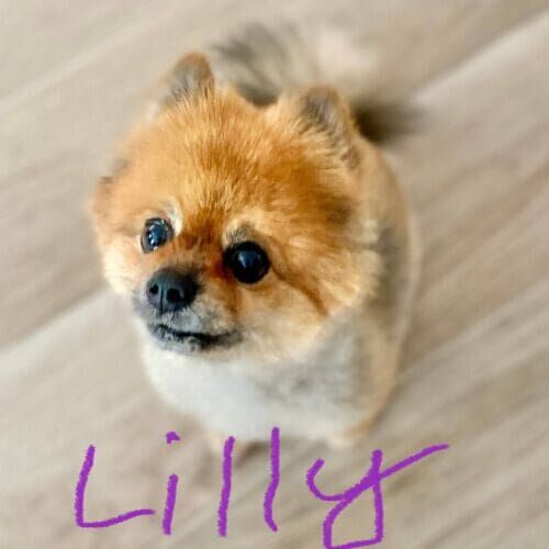 Pomeranian named Lilly receiving in-home pet sitting care in Phoenix Arizona