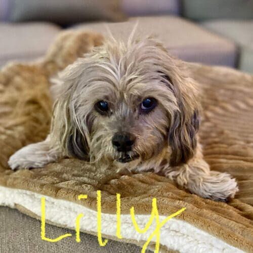 Senior dog named Lilly getting in home dog care in Peoria, AZ
